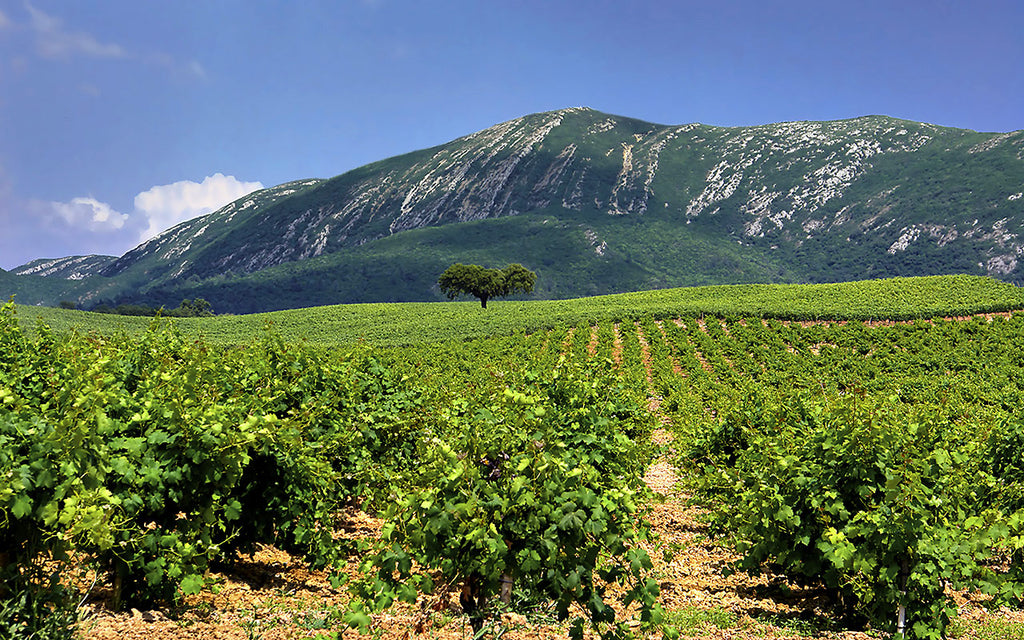 Vignobles de la région de Setúbal - Portugal