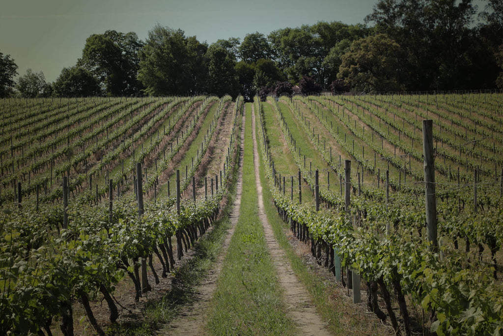 Quinta de Aveleda Penafiel