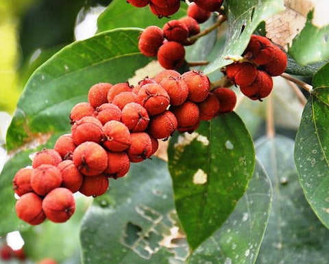 Le Red Kalama, Kamala, poudre provient de Mallotus Philippensis, colore les cheveux en rouge, roux, bordeaux, violine, henné, coloration naturelle, Kalama Rouge, le erbe di janas, sidr, ghassoul, cheveux roux, couleur violine, rouge cerise, le erbe di jana, coloration cheveux bordeaux, cuivré, algérie, bio, vegan