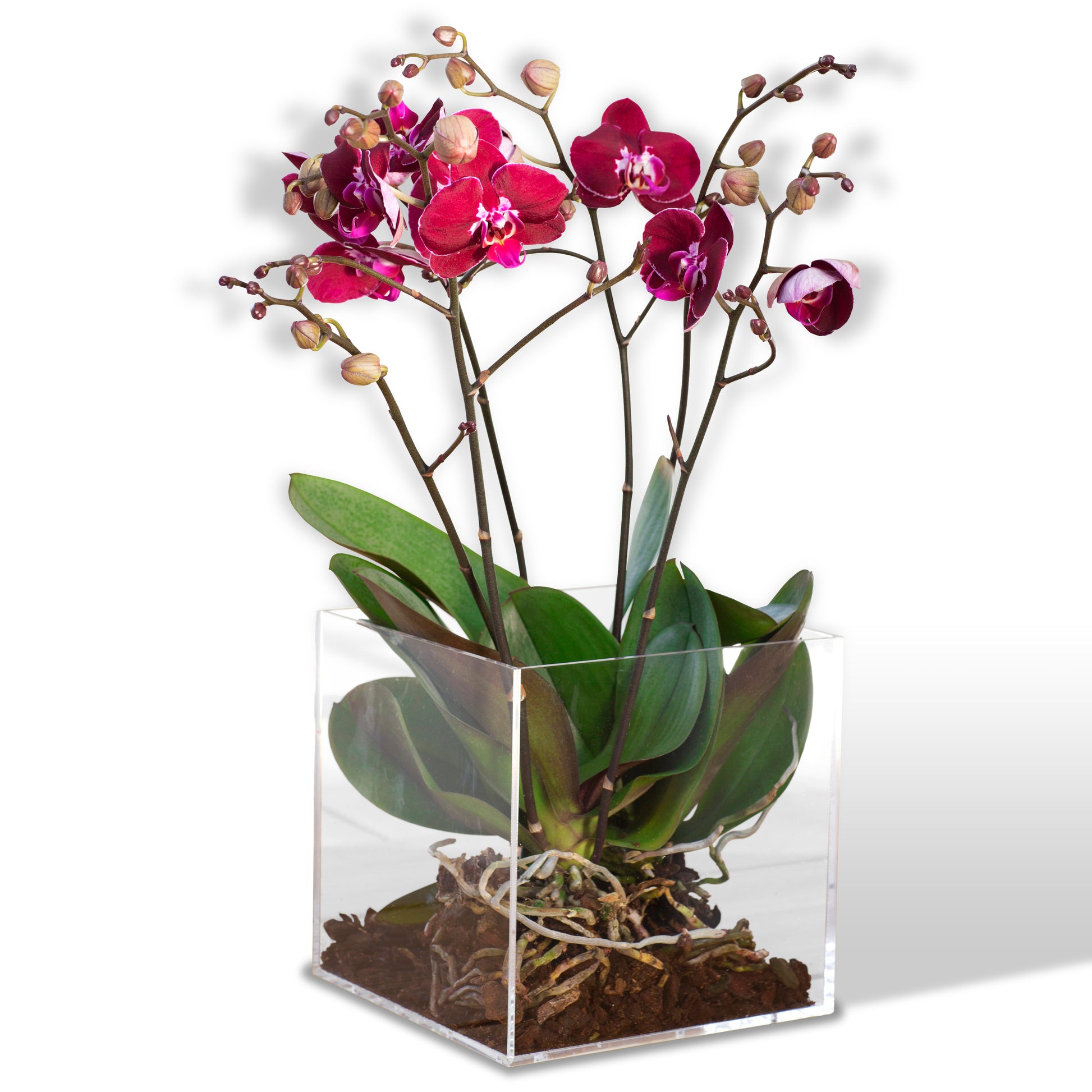 Orquídeas en planta | CLARIDAD – Laurel Floristería