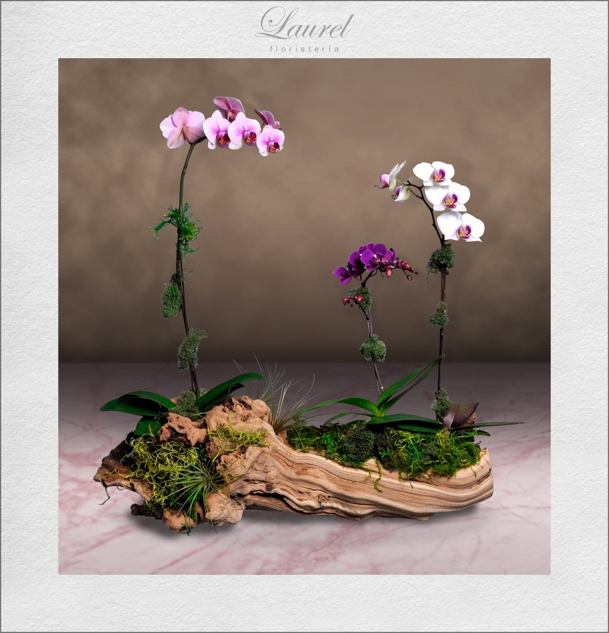 Preciosas orquídeas Phalenopsis | EDEN – Laurel Floristería