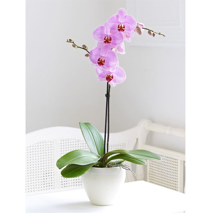 Hermosa planta de orquídea natural | GRATITUD – Laurel Floristería
