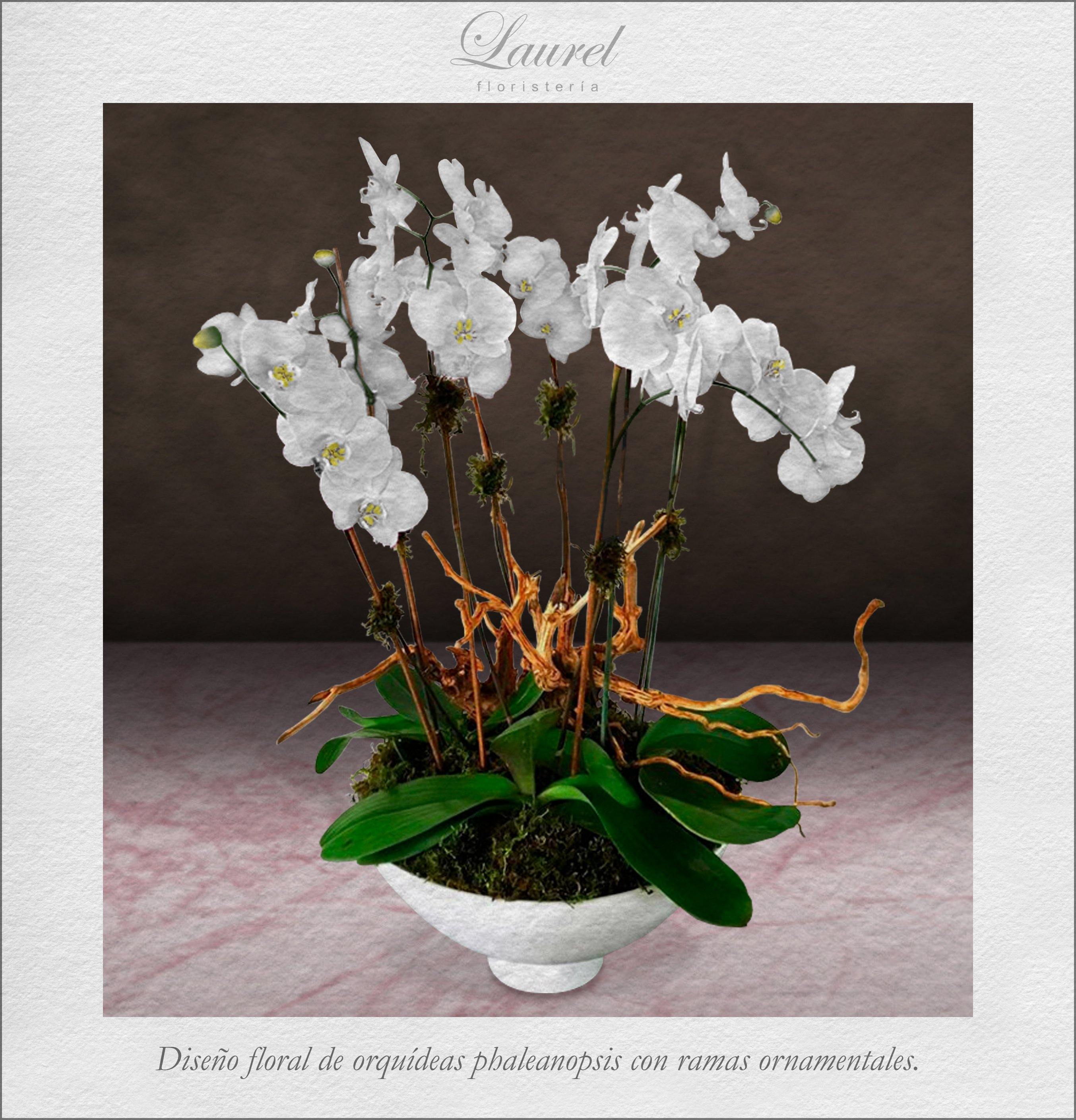 Arreglo Floral de Sofisticadas Orquideas Blancas | DELICADO – Laurel  Floristería