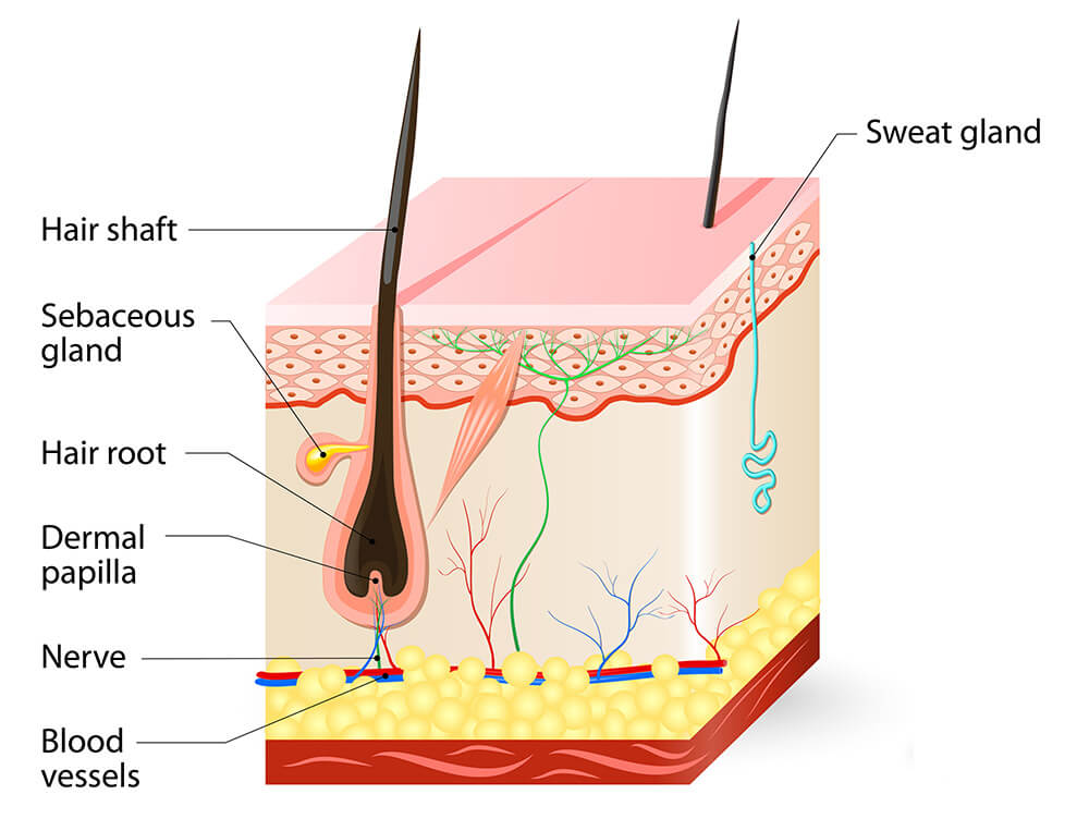 What a sebaceous gland looks like inside skin