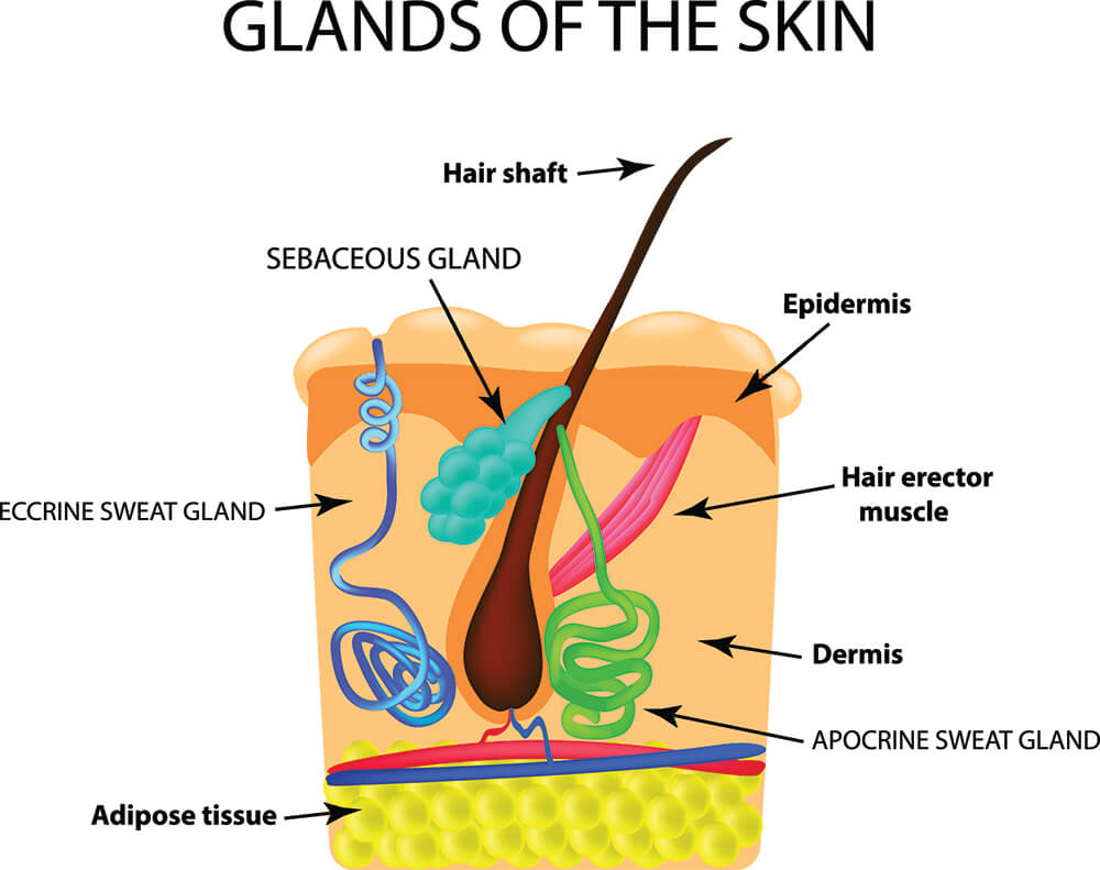 Diagram of apocrine and eccrine sweat glands that can contribute to acne
