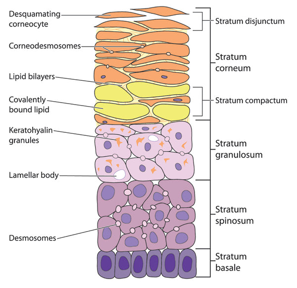 layers of skin cells forming the skin barrier