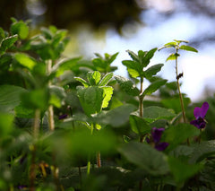 Mint containing vitamin A used as an acne remedy in 1600s