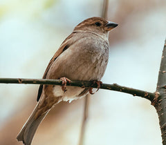 nightingale that produces uguisu no fun geisha facial dried bird feces for acne remedy
