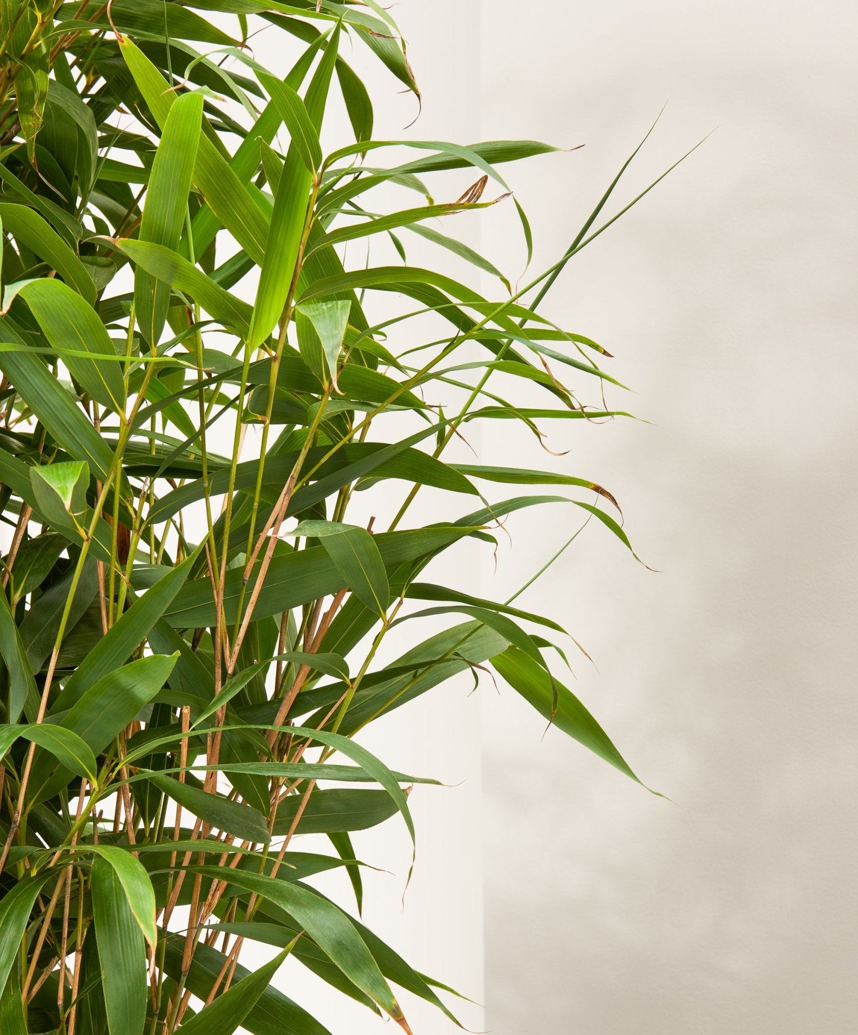 bronzen Geliefde Opeenvolgend Bigbloom Plant | Japanse bamboe | Woekerende, sterke bamboe in tuin | Grote  terrasplant – Upperbloom