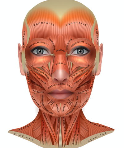 how to use microcurrent on different facial muscles