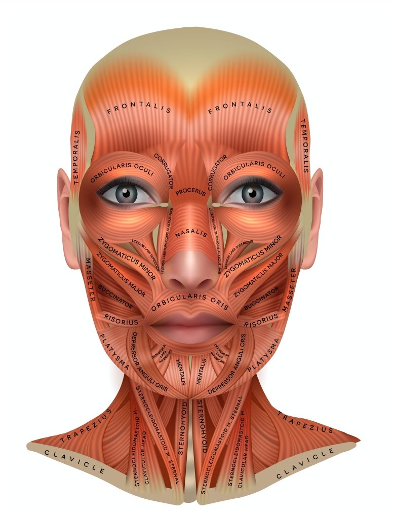 Facial Muscle Chart - 7E Wellness product image