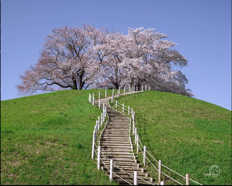 gyouda kofun in saitama