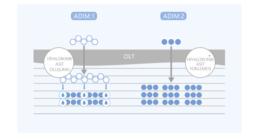 Düşük moleküler ağırlığa sahip hiyalüronik asit ile cilde güçlü bir şekilde nem çeken, seramid ve flaggrin üretimini tetikleyen nemlendirici ve dolgunlaştırıcı ampoule. Hiyalüronik asidin ciltte emilimi. Cildin katmanları. Kore kozmetik ve cilt bakım ürünleri. Koreden Kozmetik