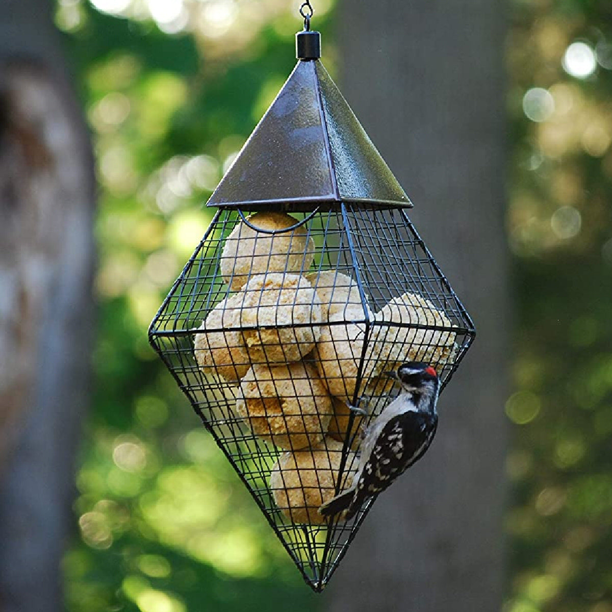 bluebird feeder