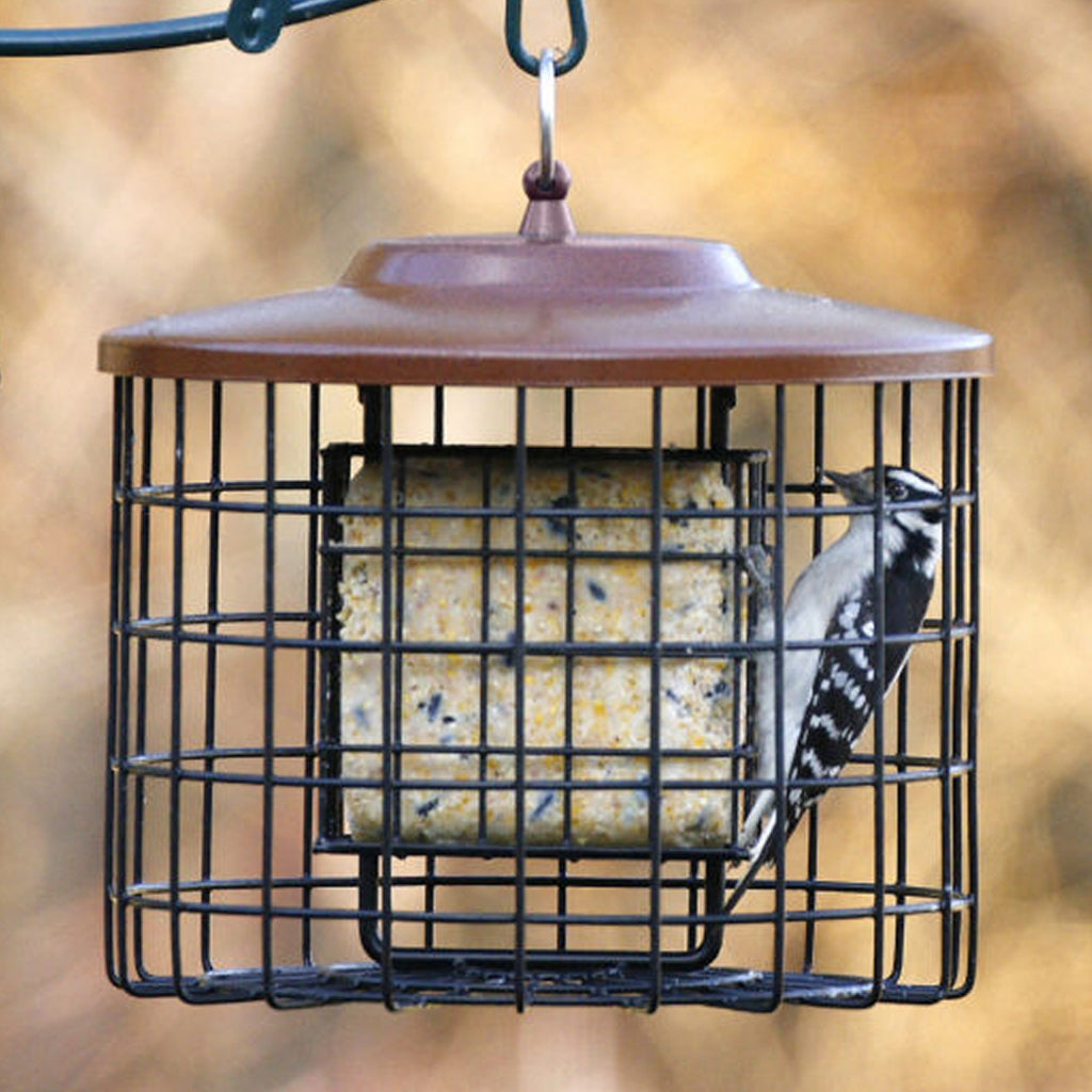 best squirrel proof suet feeder