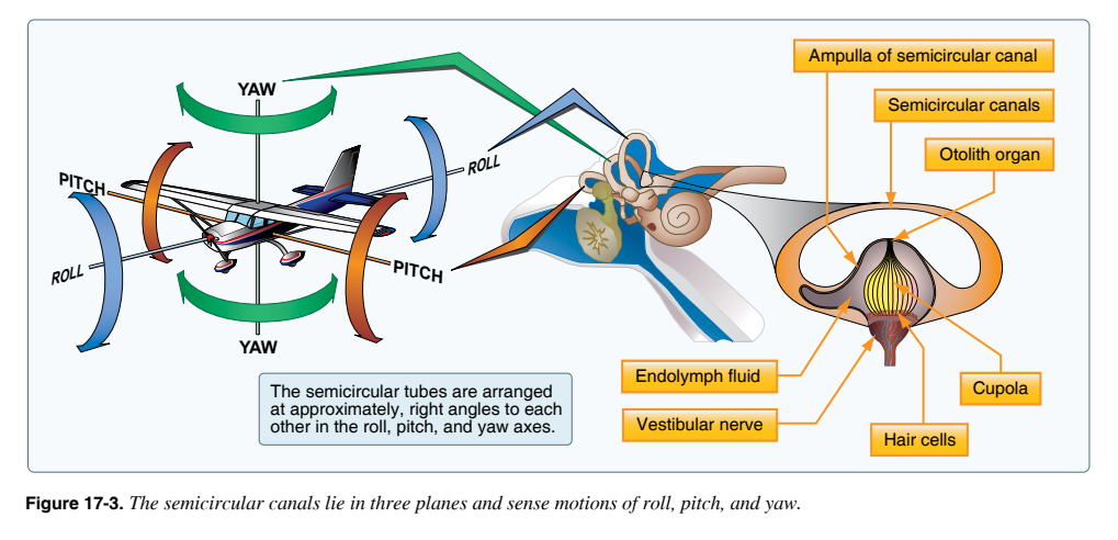 Semicircular canals FAA PHAK