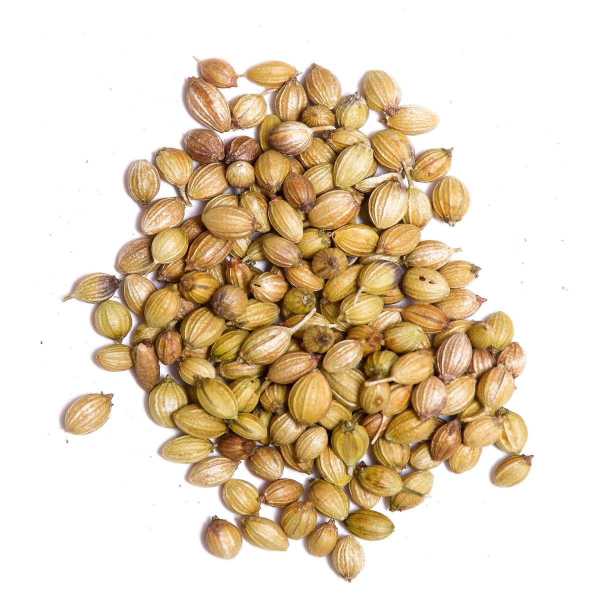 Buy organic Seeds Coriander in India at best price shop ...
