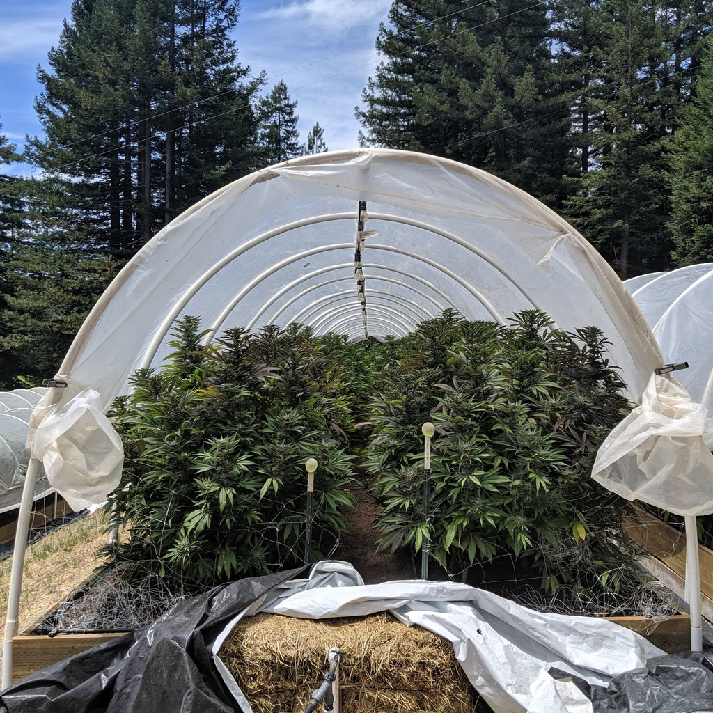 cannabis tour mendocino