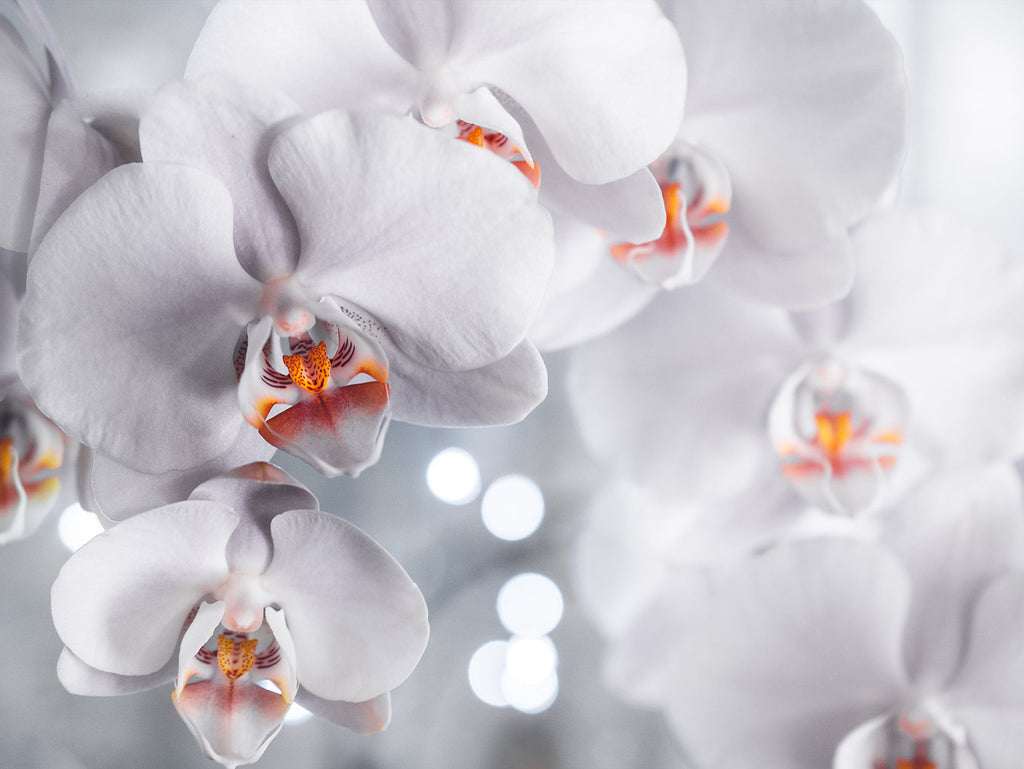 Gift Ideas for Pregnant mama Orchids