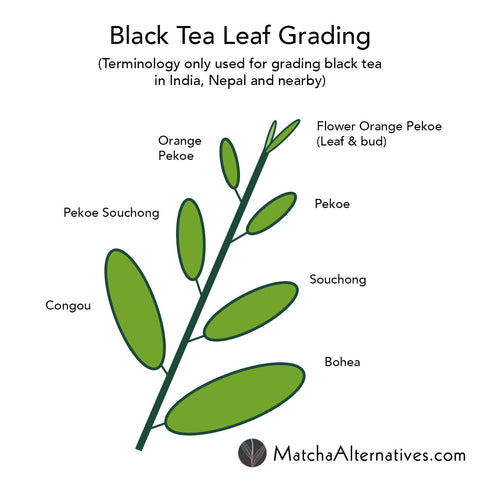 Black Tea Leaf Grading Diagram