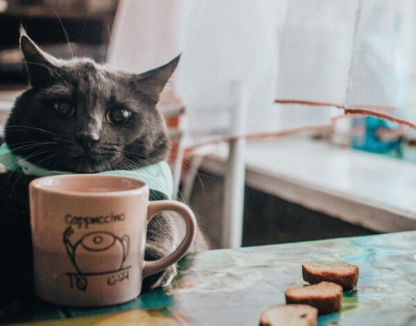 Cat and Coffee