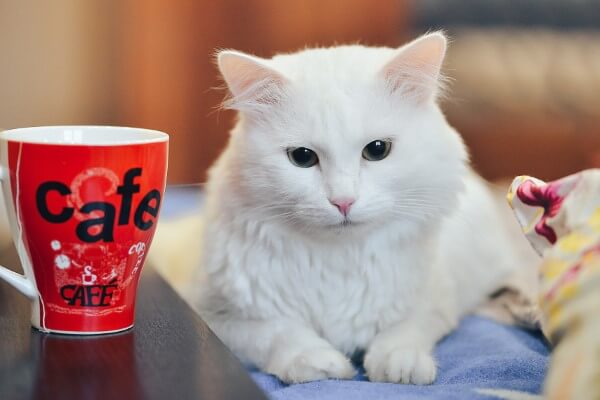 Cat with Coffee