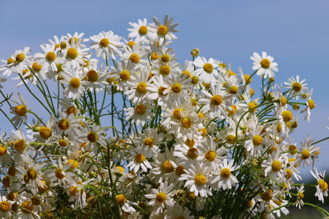 Egyptian Chamomile