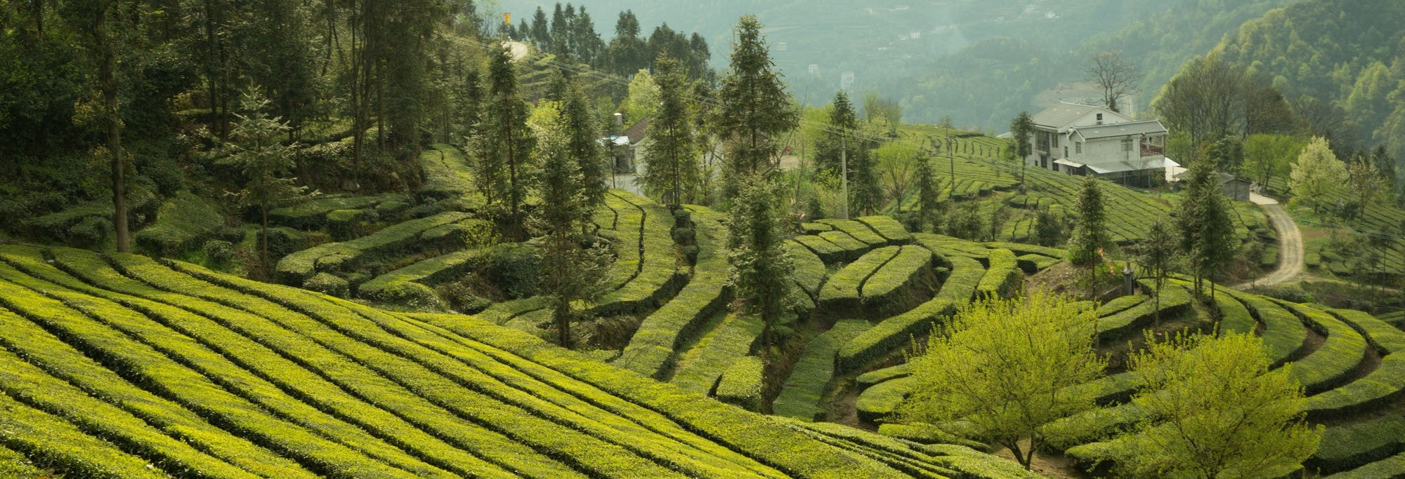 Ethical Tea Sourcing - Matcha Alternatives