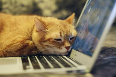Ginger Cat on Laptop