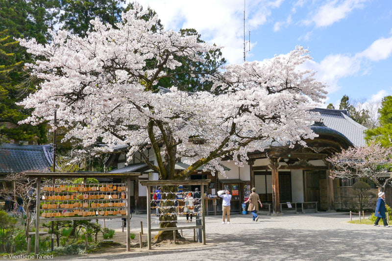 Hiraizumi, Japan- MatchaAlternatives.com