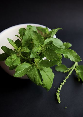 Holy Basil Plant Matcha Alternatives