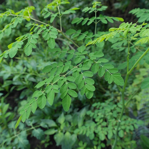Moringa Leaves Matcha Alternatives