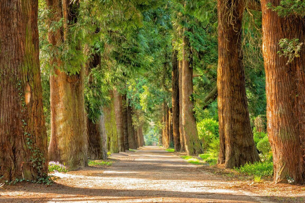 Old Growth Trees