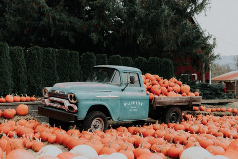 Pumpkins with a blue truck