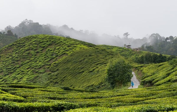 Tea Gardens in Malaysia