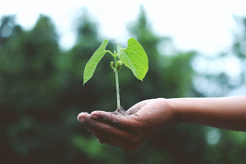 Tree Sapling in Hand