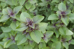 Tulsi Holy Basil