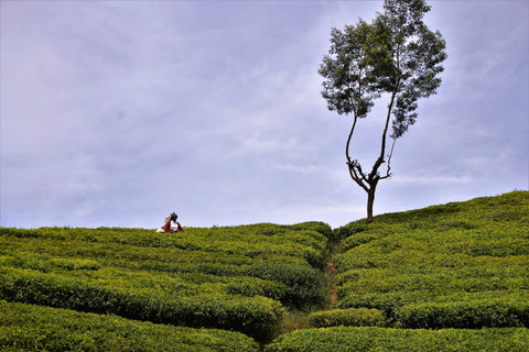 Tea growing on a plantation in Sri Lanka