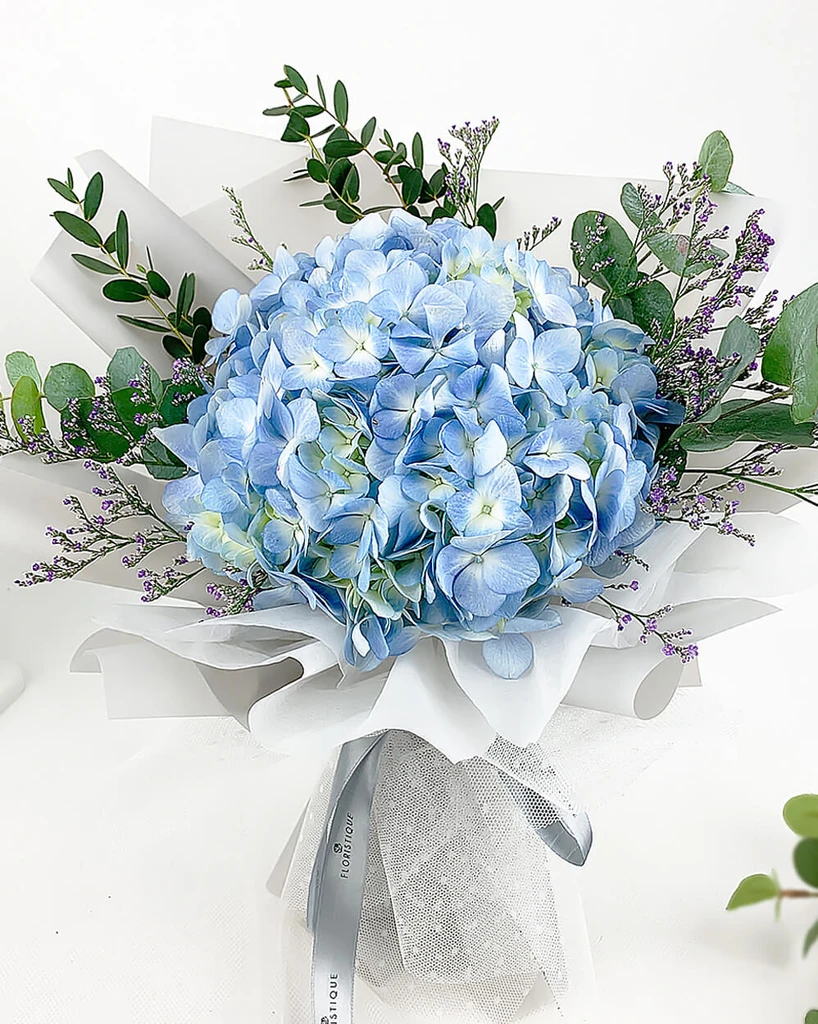 All About Hydrangeas - Name, History & Symbolism