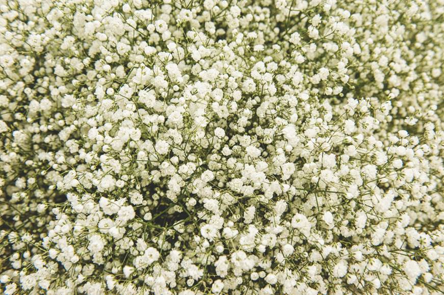 All You Need to Know about Baby's Breath Flowers