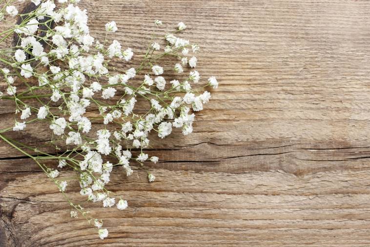 Baby Breath Flowers and how it got its name