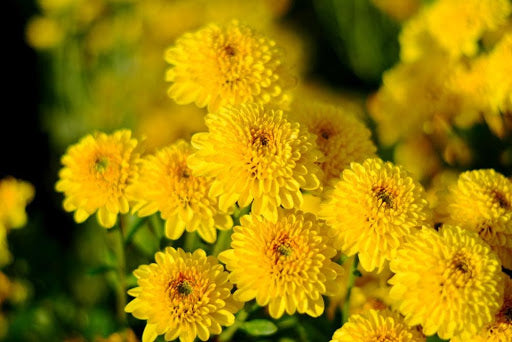 Chrysanthenum CNY Flowers - Floristique SG