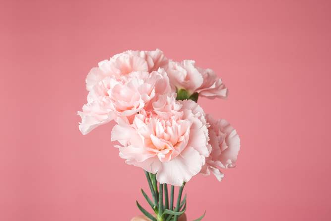 Hypoallergenic Flowers - Carnations