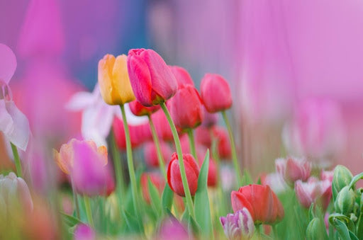 Tulips CNY Flowers - Floristique SG