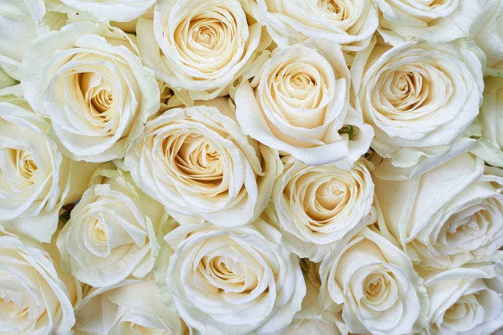 White Roses