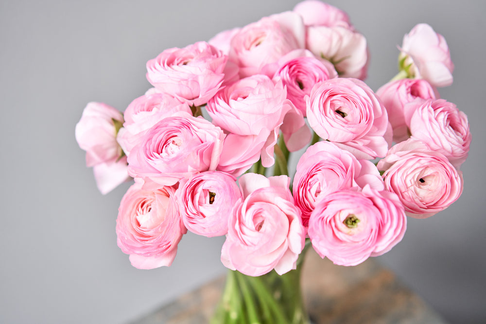 Is Ranunculus Less Expensive than Roses? All About this Flower