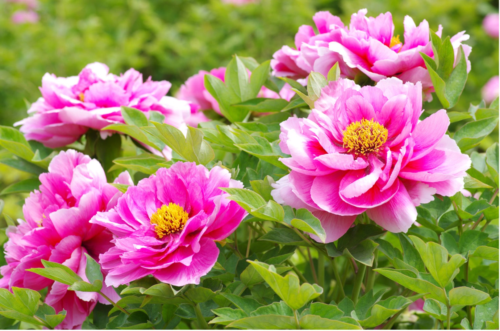 The Peony Flower in History