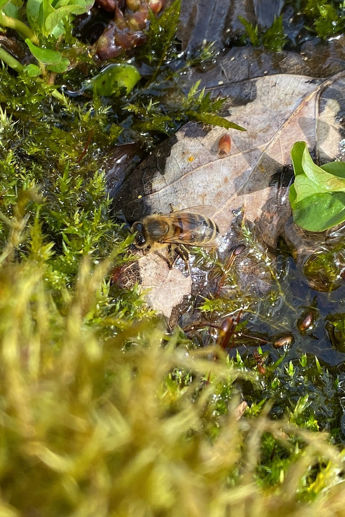 bienen trinken wassertränke