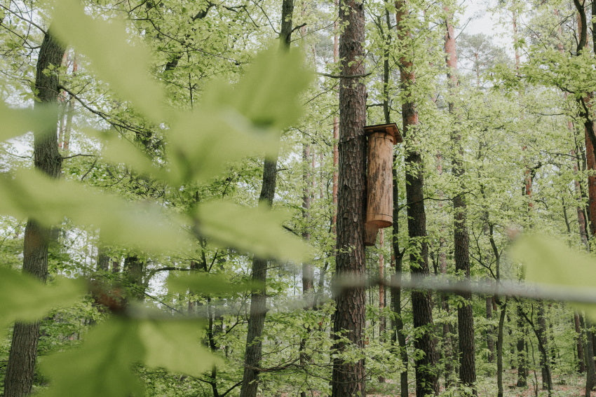 wilde honigbienen im wald stadtbienen ev