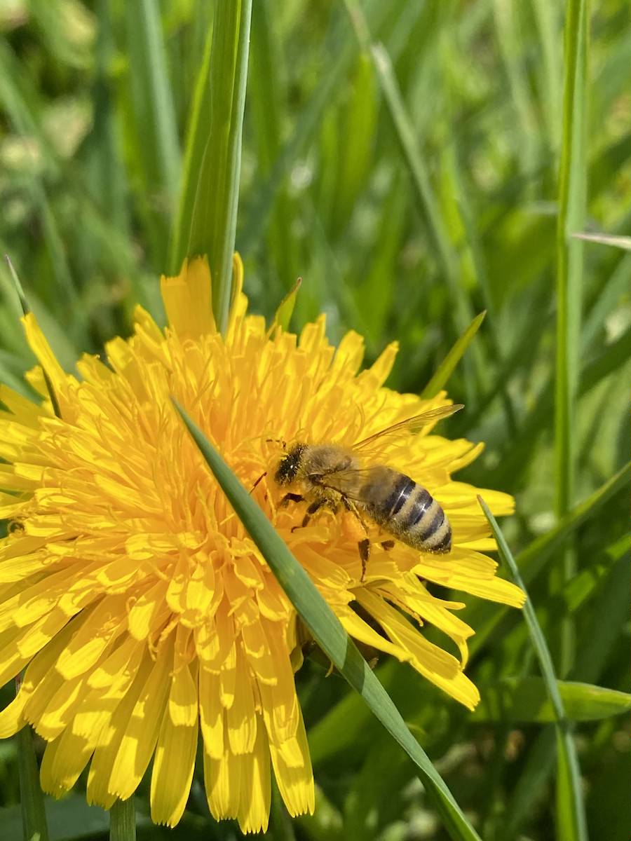 Biene auf Loewenzahn